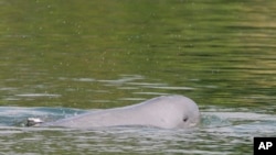 FILE - A Mekong River dolphin appears on the Mekong River at Kampi village, Kratie province, northeast of Phnom Penh, Cambodia, on March 17, 2009.