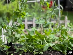 This May 24, 2022, photo shows snap pea plants. Like all legumes, snap peas capture nitrogen from the air and convert it into a form that nourishes the soil and the plants growing in it. (Jessica Damiano via AP)