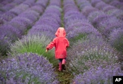 A child walks amongst lavender plants in Pilisborojeno, 15 kms north of Budapest, Hungary, June 9, 2018. (Balazs Mohai/MTI via AP0)