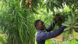 Le Japon finance l'agriculture togolaise; la Chine se retire de la bourse américaine