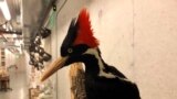 FILE - An ivory-billed woodpecker specimen is on a display at the California Academy of Sciences in San Francisco, Sept. 24, 2021. The U.S. Fish and Wildlife Service put off a decision about whether ivory-billed woodpeckers are extinct. (AP Photo/Haven Da