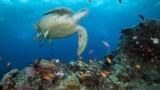 In this photo provided by the Great Barrier Reef Marine Park Authority, a green turtle swims in waters of Ribbon Reef No 10 near Cairns, Australia, Jan. 26, 2019. . (Great Barrier Reef Marine Park Authority via AP)