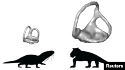 Size differences between inner ears (in grey) of warm-blooded mammaliamorphs (on the left) and cold-blooded, earlier synapsids (on the right). Inner ears are compared for animals of similar body sizes.Romain David and Ricardo Araujo/Handout via REUTERS. 