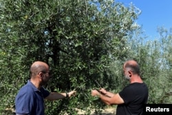 Agricultural entrepreneur Filippo Legnaioli and his colleague look at deadwood and dried olive trees, as Tuscany's famed wine and olive oil industry suffers from a heatwave and drought, in Greve in Chianti, Italy, July 29, 2022. (REUTERS/Jennifer Lorenzini)