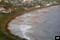 Seaweed covers the Atlantic shore in Frigate Bay, St. Kitts and Nevis, Wednesday, Aug. 3, 2022. (AP Photo/Ricardo Mazalan)