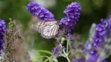 This image provided by John Damiano shows a monarch butterfly on Aug. 18, 2021, in Glen Head, N.Y. The use of chemicals against garden pests threatens bees, butterflies and other pollinators. (John Damiano via AP)