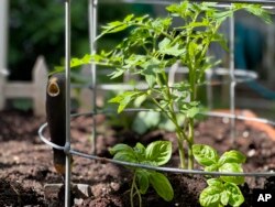 Tomatoes and basil make good companion plants. Basil repels certain insects from attacking tomatoes, May 23, 2022. (Jessica Damiano via AP)