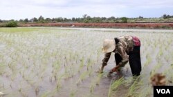 កសិករម្នាក់កំពុងស្ទូងសំណាបនៅភូមិស្លាបតាឱន ស្រុកកំពង់ត្រាច ខេត្តកំពត។ (ស៊ុន ណារិន/វីអូអេ)