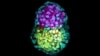 Synthetic embryo-like structure made of three stem cells types in yellow, pink and green. (Credit: Zernicka-Goetz lab, University of Cambridge)