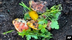 This June 22, 2022, photo provided by Jessica Damiano shows fruit and vegetable scraps in a planting hole in a Glen Head, NY, garden. As kitchen scraps decompose, they add valuable nutrients to the soil to nourish plants. (Jessica Damiano via AP)