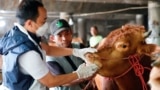 A Marine and Agricultural Food Security officer inspects a cow at a cattle shop to prevent the spread of foot and mouth disease in Tanjung Priok, North Jakarta, Indonesia, June 24, 2022. (REUTERS/Ajeng Dinar Ulfiana)