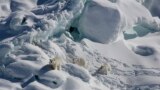 An adult female polar bear, left, and two 1-year-old cubs walk over snow-covered freshwater glacier ice in Southeast Greenland in March 2015. (Kristin Laidre via AP)