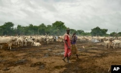 FILE- In this photo taken Monday, July 31, 2017, cattle keepers walk past their herd at a camp outside the town of Rumbek, South Sudan. (AP Photo/Mariah Quesada)
