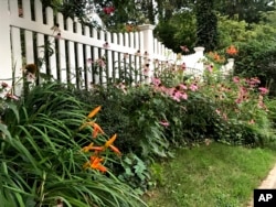 Native purple coneflowers, black-eyed Susans and turban lilies share a garden with nonnative daylilies and roses in Glen Head, N.Y. (Jessica Damiano via AP)