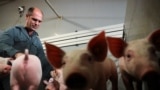 Belgian pig farmer Piet Paesmans looks at his pigs in Nieuwerkerken, Limburg, Belgium, July 14, 2022. (REUTERS/Bart Biesemans)
