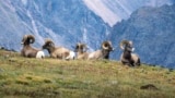 Bighorn sheep roam the Rocky Mountain National Park