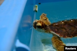 A Loggerhead turtle swims at the Turtle Hospital, the first licensed veterinarian sea turtle hospital in the world, in Marathon, Florida, U.S., July 29, 2022. (REUTERS/Maria Alejandra Cardona)