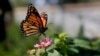 The Monarch Butterfly Population Is in Danger of Disappearing