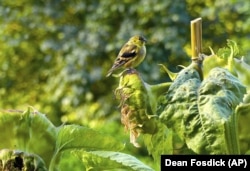 A goldfinch sits on a seed-filled sunflower head just a few feet from a window bird feeder. Birds are more likely to come to bird feeders if there is some cover nearby.