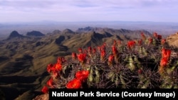 Big Bend National Park: A Texas Treasure