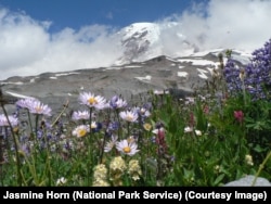 Wildflowers surround Mount Rainier