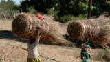 Women transporting straw on head on road to Palma