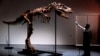 Skeleton of T. rex Relative Will Be Auctioned This Month