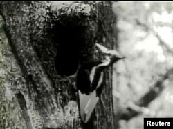 FILE - The ivory-billed woodpecker, feared extinct for 60 years, was seen in a remote part of Arkansas on April 28, 2005. (REUTERS/File Photo)