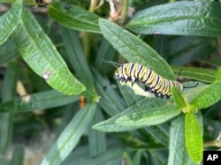 This image provided by Garden for Wildlife shows a monarch butterfly caterpillar munching on a milkweed leaf. (Julie Richards/Garden for Wildlife via AP)