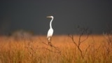 A great egret sits on top of a dead tree in the Florida Everglades, near South Bay, Fla. Friday, Jan. 14, 2005,
