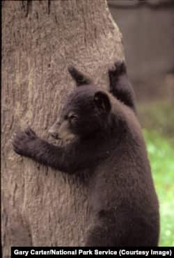 A black bear cub climbs a tree