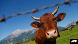 A cow grazes in a field near Salzburg, some 400km west of Vienna on September 2012. (ALEXANDER KLEIN / AFP)