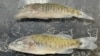Invasive Fish Found in Lower Colorado River