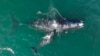 US Agency Studies Rare Whale Habitat Expansion Request