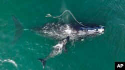 This photograph shows an endangered North Atlantic right whale stuck in fishing gear being sighted with a newborn calf on Dec. 2, 2021 in waters near Cumberland Island, Georgia, USA. (Georgia Department of Natural Resources/NOAA Permit #20556 via AP)