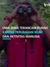 Owa Jawa Terancam Punah Karena Perubahan Iklim Dan Aktivitas Manusia