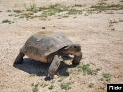 A Desert Tortoise