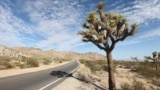 A Joshua tree along the side of the road within the national park