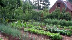 Quiz- What to Do about 5 Common Threats to Your Vegetable Garden