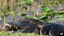 A python wraps itself around an alligator in Everglades National Park.