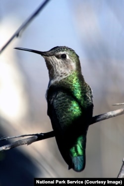 A hummingbird in Big Bend National Park