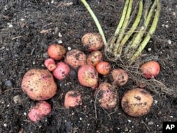 This Aug. 1, 2022, image provided by Jessica Damiano shows a harvest of red gold potatoes in Glen Head, NY. (Jessica Damiano via AP)