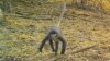 Report: Ghostly Monkey Among 224 New Mekong Region Species