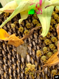This image provided by Jessica Damiano shows seeds coming out from a sunflower head on September 26, 2020, in Northport, New York. (Jessica Damiano via AP)