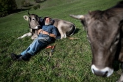 Swiss farmer farmer Armin Capaul poses with his cows Perrefitte, northern Switzerland, October 2018. (AP Photo)