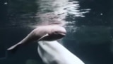 Нов живот среде пандемија – бебе бел кит се роди во аквариумот во Атланта