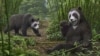 Early Version of Giant Panda’s ‘False Thumb’ Found in China