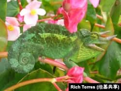 Jackson's Chameleon ( a lizard)