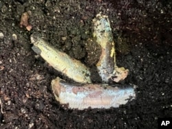 This June 23, 2022 photo shows fish in a Glen Head, NY, garden. Plants benefit from whole fish and fish scraps. They release nutrients into the soil. (Jessica Damiano via AP)