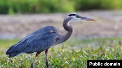 Blue herons are one of many bird species that can be found in Rock Creek Park. They are tall with long legs and can reach a height of about 1.5 meters.